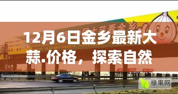 金乡大蒜最新行情揭秘，探索秘境之旅，遇见大蒜之乡，心灵平静之旅开启