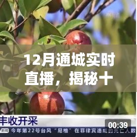 揭秘十二月通城实时直播，热点聚焦与独特体验直播之夜
