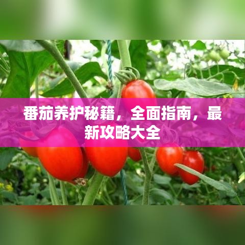 番茄养护秘籍，全面指南，最新攻略大全