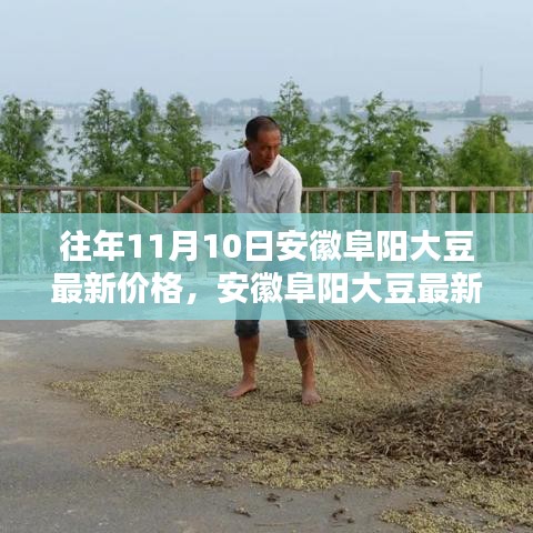 安徽阜阳历年11月10日大豆最新价格回顾与波动分析