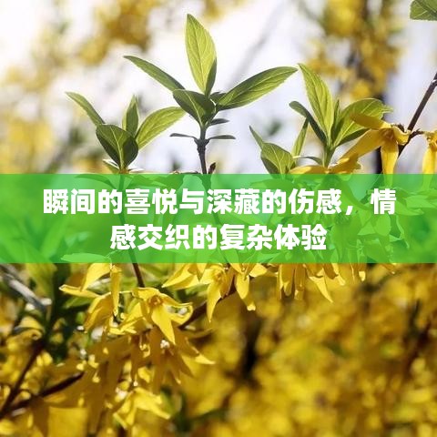 瞬间的喜悦与深藏的伤感，情感交织的复杂体验