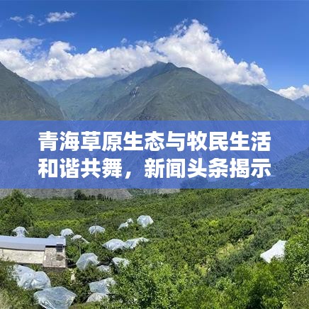 青海草原生态与牧民生活和谐共舞，新闻头条揭示草原新貌